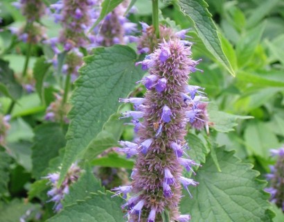 Agastache rugosa - Koreaanse munt