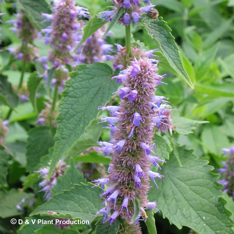 Agastache rugosa - Koreaanse munt