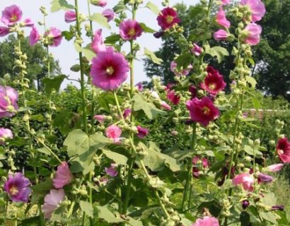 Alcea rosea