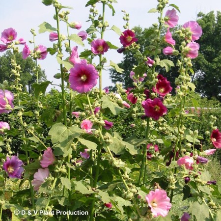 Alcea rosea - stokroos