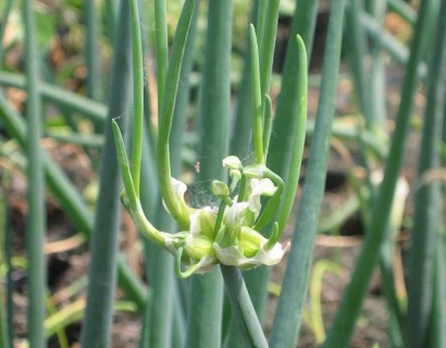 Allium cepa ‘Proliferum’ - Egyptische boomui