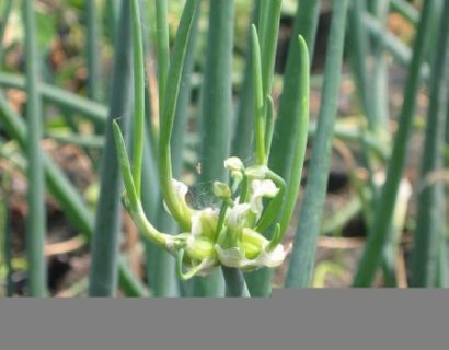 Allium cepa ‘Proliferum’ - Egyptische boomui