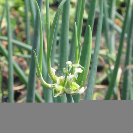 Allium cepa ‘Proliferum’ - Egyptische boomui