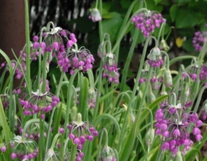 Allium cernuum - indianenbieslook