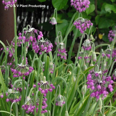 Allium cernuum - indianenbieslook