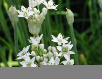 Allium tuberosum - Chinese bieslook