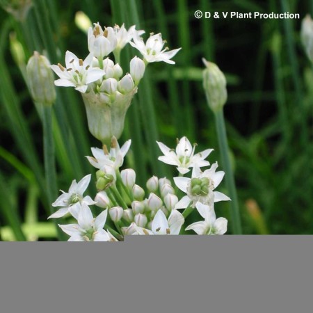 Allium tuberosum - Chinese bieslook