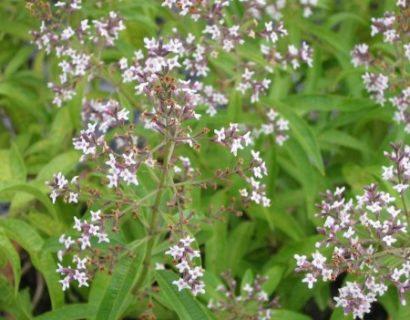 Aloysia triphylla - citroenverbena