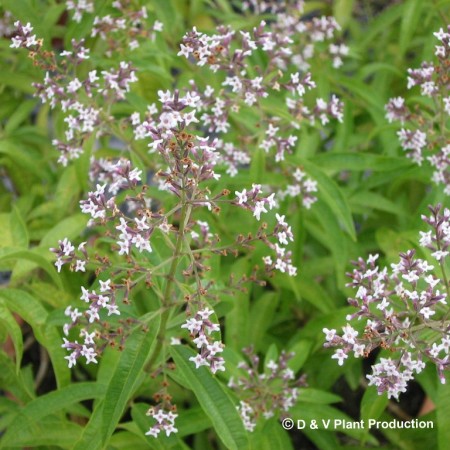 Aloysia triphylla - citroenverbena