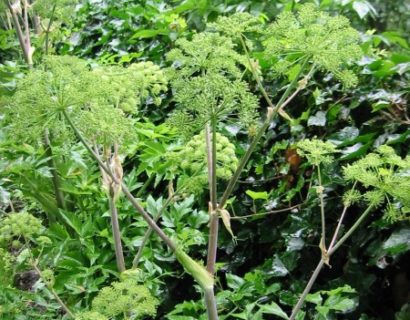 Angelica archangelica - engelwortel