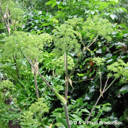 Angelica archangelica - engelwortel