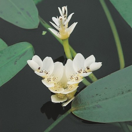 Aponogeton distachyos - kaapse lelie