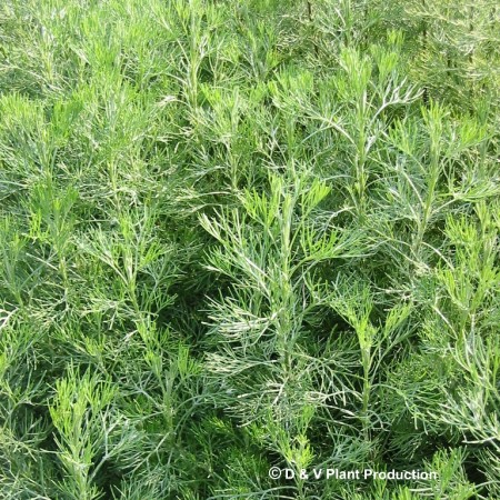 Artemisia abrotanum - citroenkruid