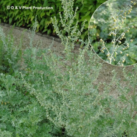 Artemisia absinthium - absinth