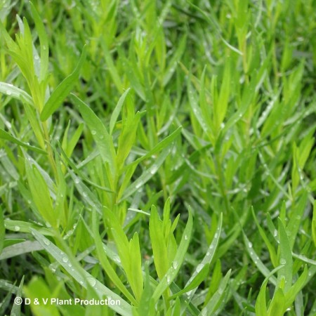 Artemisia dracunculus ‘Senior’ - dragon