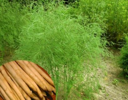 Asparagus officinalis ‘Argenteuil’ - witte asperge