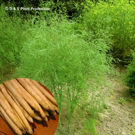 Asparagus officinalis ‘Argenteuil’ - witte asperge