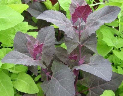 Atriplex hortensis - tuinmelde