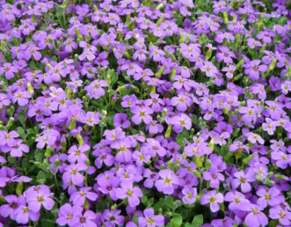 Aubrieta ‘Hamburger Stadtpark’