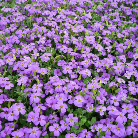 Aubrieta ‘Hamburger Stadtpark’ - randjesbloem