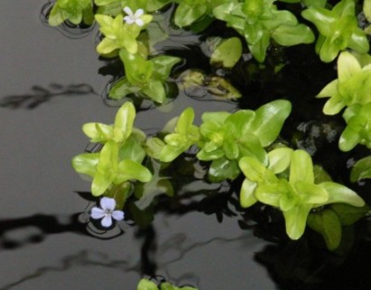 Bacopa caroliniana - grote bacopa