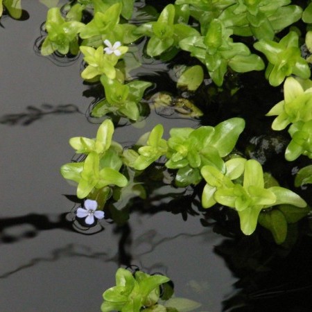 Bacopa caroliniana - grote bacopa