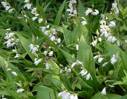 Bletilla striata ‘Alba’ - grote bacopa