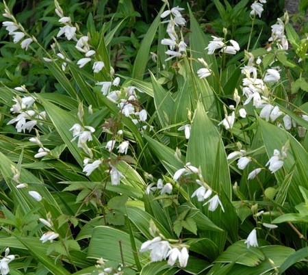 Bletilla striata ‘Alba’ - 