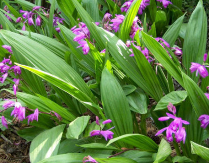 Bletilla striata - grote bacopa