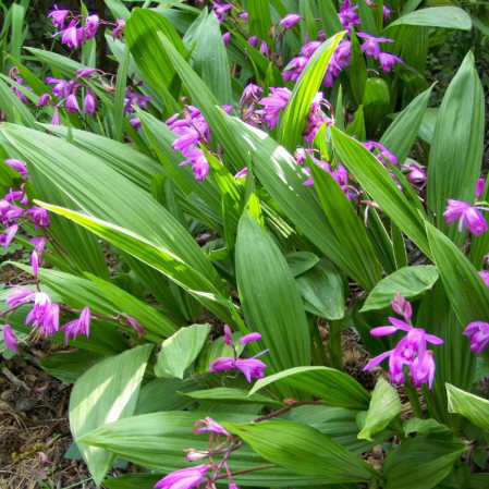 Bletilla striata - 