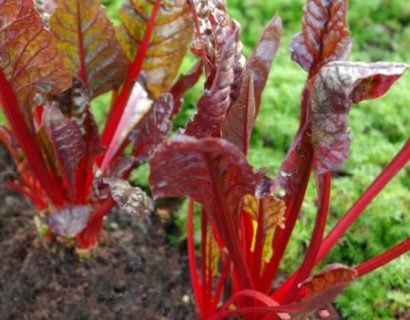 Beta vulgaris ‘Rhubarb Chard’ - warmoes