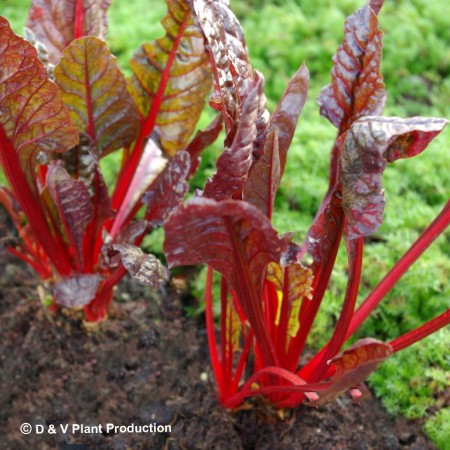 Beta vulgaris ‘Rhubarb Chard’ - warmoes