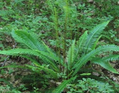 Blechnum spicant - dubbelloofvaren