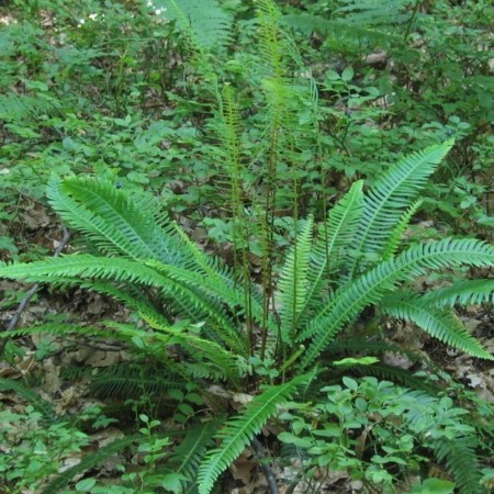 Blechnum spicant - dubbelloofvaren