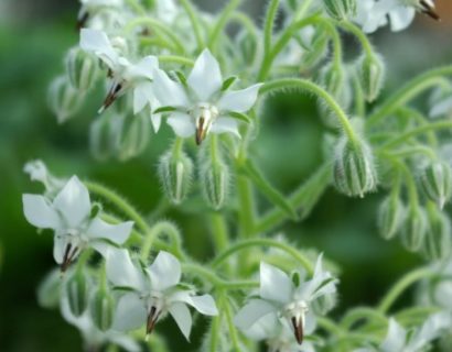 Borago officinalis ‘Bianca’ - witte borago