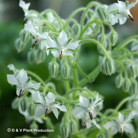 Borago officinalis ‘Bianca’ - witte borago