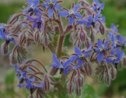 Borago officinalis - komkommerkruid