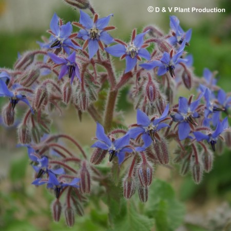 Borago officinalis - komkommerkruid