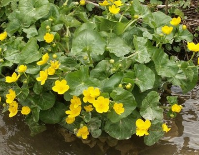 Caltha palustris - dotterbloem