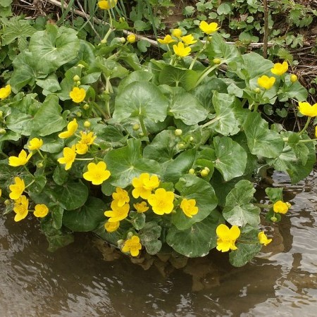 Caltha palustris - dotterbloem