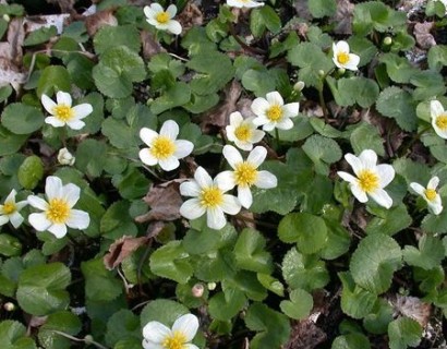 Caltha palustris ‘Alba’ - dotterbloem