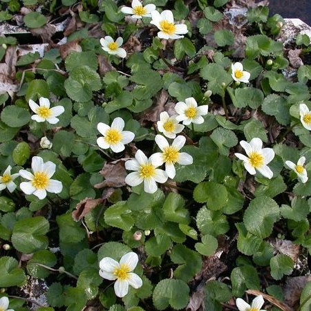 Caltha palustris ‘Alba’ - dotterbloem