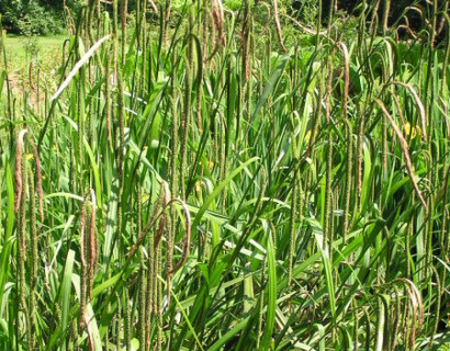 Carex pendula - hangende zegge