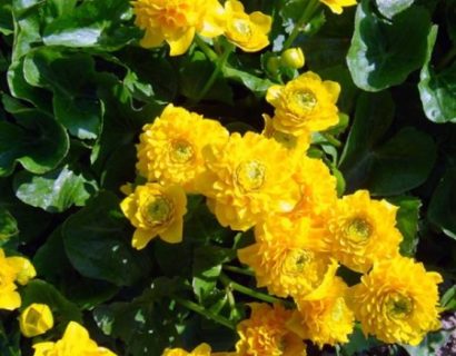 Caltha palustris ‘Multiplex’ - dubbele dotterbloem