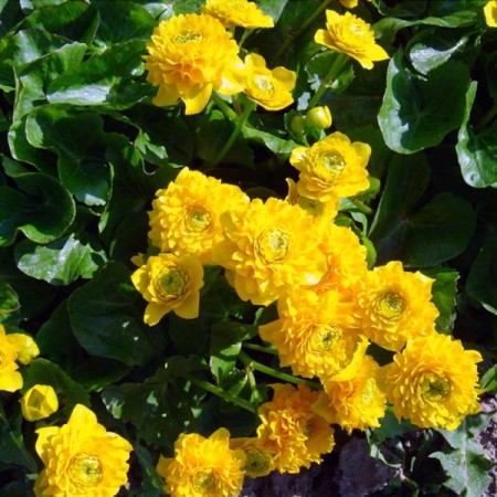 Caltha palustris ‘Multiplex’ - dubbele dotterbloem