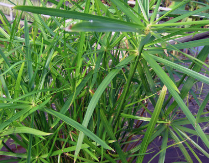 Cyperus alternifolius - papyrus plant