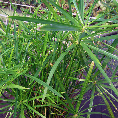 regisseur trommel plakboek Cyperus alternifolius - papyrus plant kopen - Maréchal