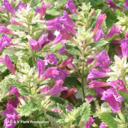 Calamintha grandiflora ‘Variegata’ - bonte steentijm