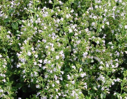 Calamintha nepeta nepeta - kleine bergsteentijm