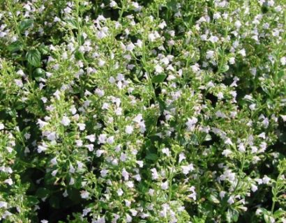 Calamintha nepeta nepeta - kleine bergsteentijm